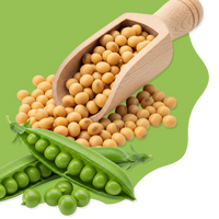 Wooden scoop filled with yellow soybeans on a green background with green peas.